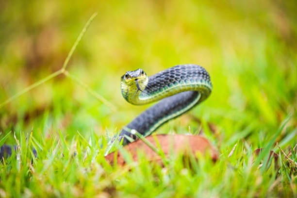 Comment repousser efficacement les serpents grâce à la javel : astuces et précautions