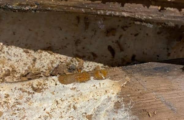 Le coniophore des Caves : le champignon ressemblant a la merule