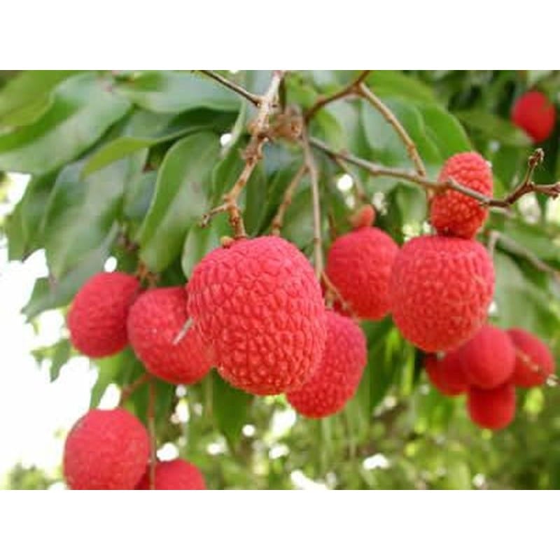 Le litchi : à la découverte de son arbre fascinant