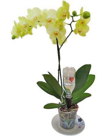 Les astuces indispensables pour arroser correctement votre orchidée